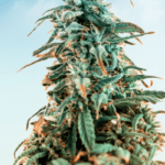 HHC-plant-cv