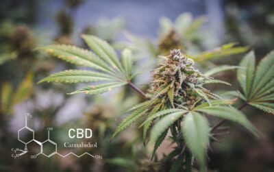 Cannabinoids In Marijuana Cbd Elements, Researching Hemp Oil Ext