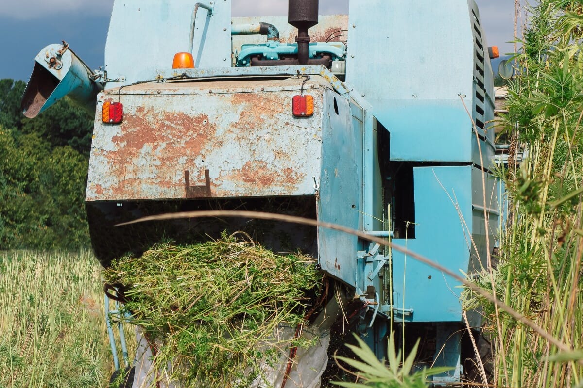 Biggest Challenges for Cannabis Industry in 2023