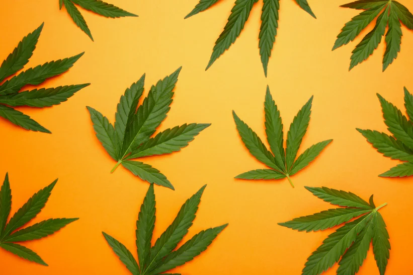 Cannabis Sativa Leaf with a yellow background