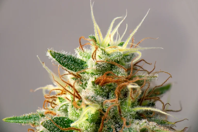 Close up of the Meat Breath Cannabis Strain Flower