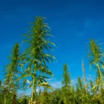 Pot vs Hemp farms