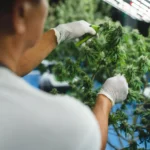 A cannabis grower tending to cannabis flowers.