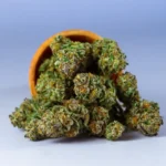Buds spilling over a pot