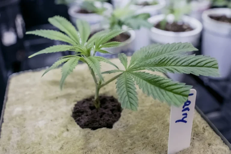 A cannabis plant planted in a growing soil medium