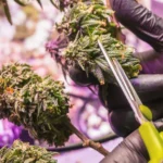 A bud trimmed using shears