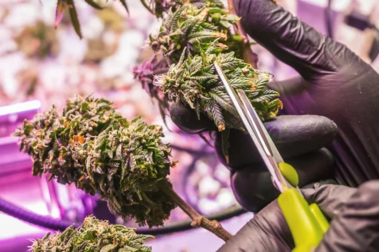 A bud trimmed using shears