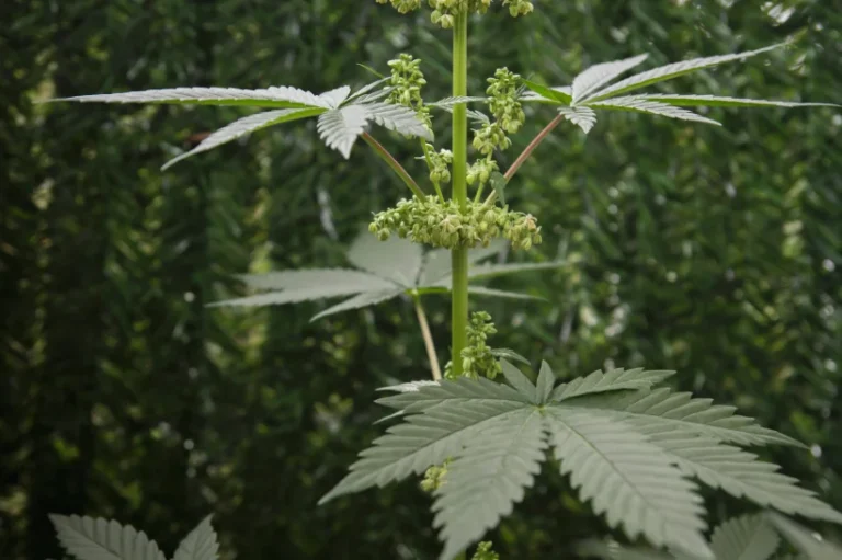 Middle shot of the male mature cannabis plant